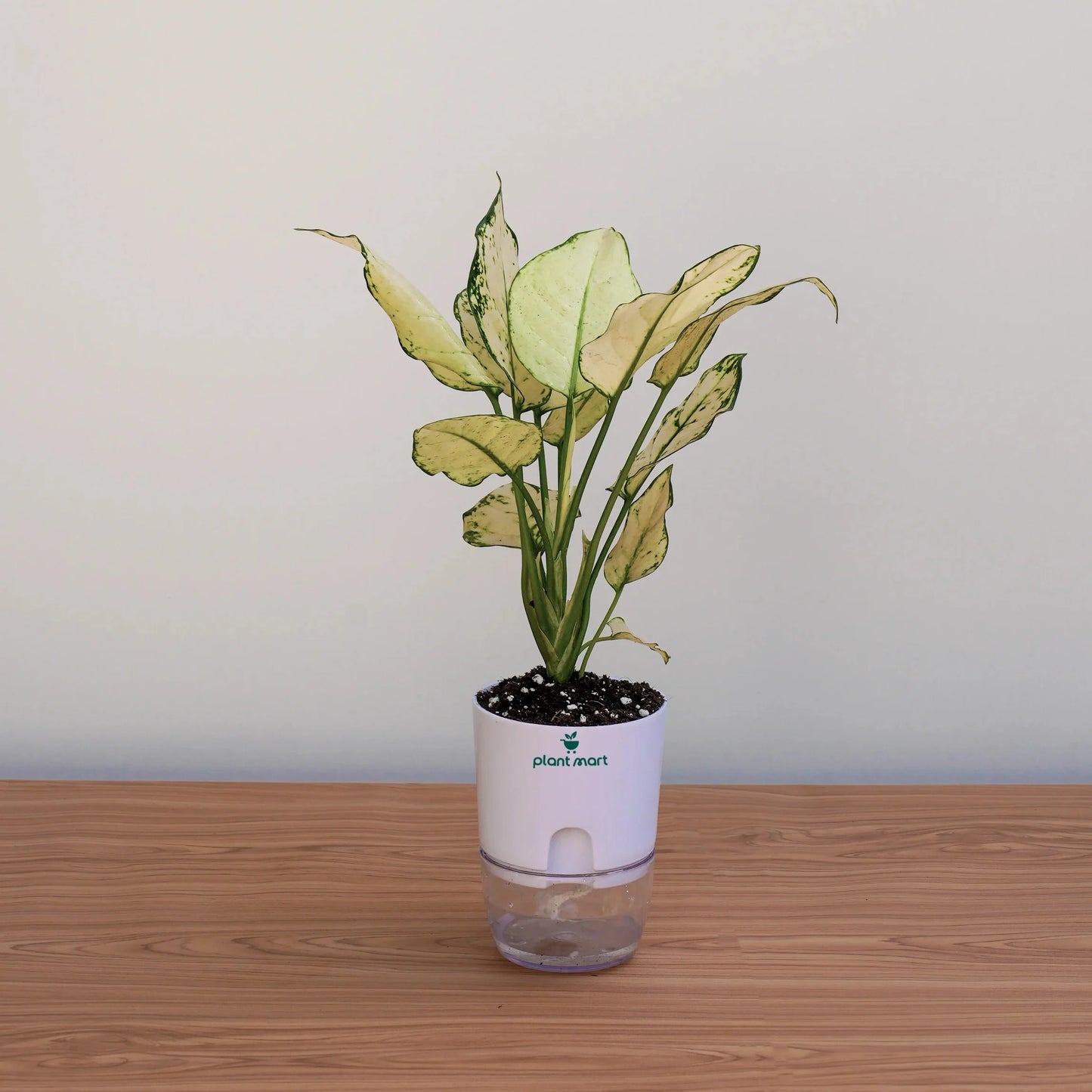 Potted plant with a white container on a wooden surface against a plain background