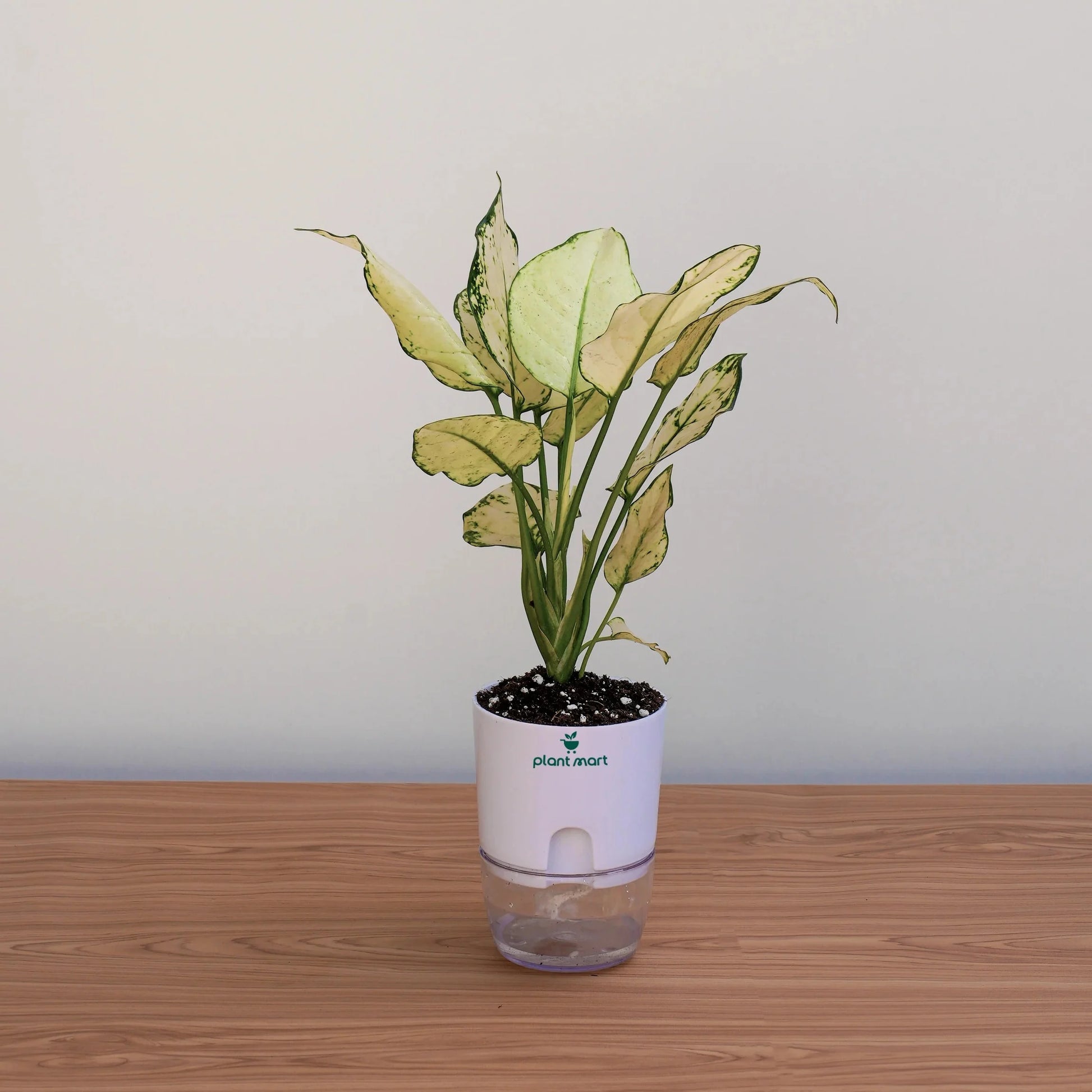 Potted plant with a white container on a wooden surface against a plain background