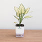 Potted plant with a white container featuring 'plantmart' on a wooden surface and light gray background