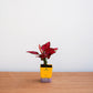 Potted plant in a yellow pot on a wooden surface with a white background