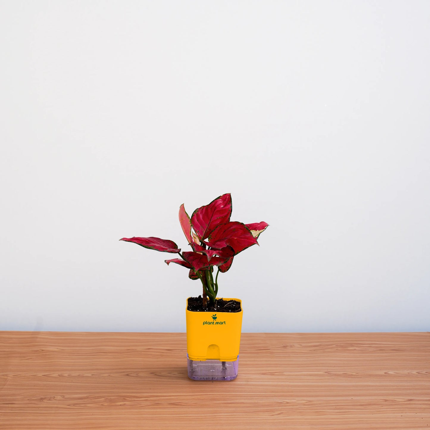 Potted plant in a yellow pot on a wooden surface with a white background
