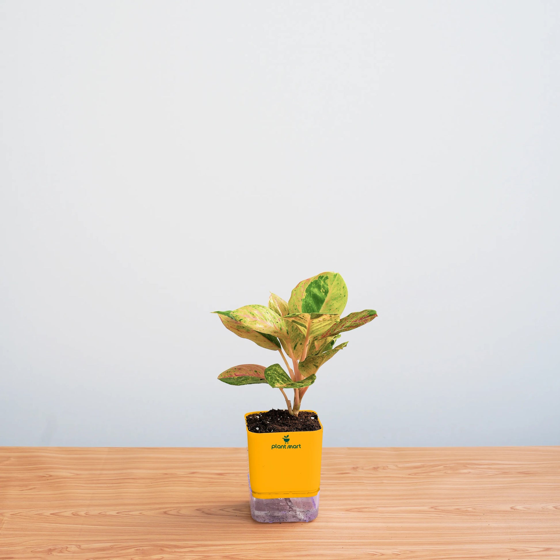 Small potted plant in a yellow pot on a wooden surface with a light blue background