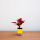 Red potted plant in a yellow pot on a wooden surface with a white background