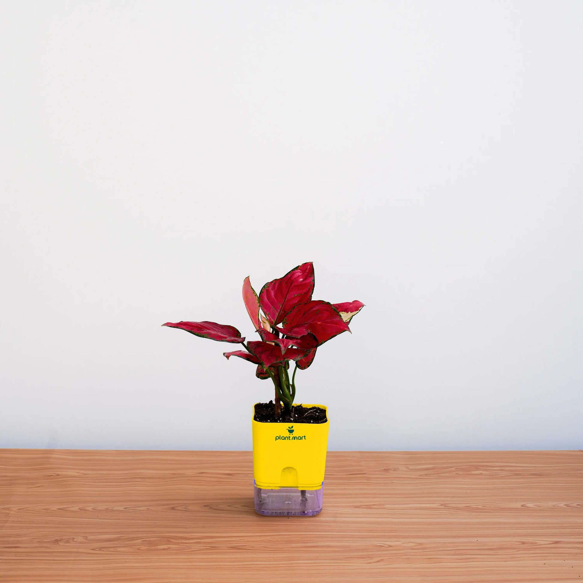 Red potted plant in a yellow pot on a wooden surface with a white background