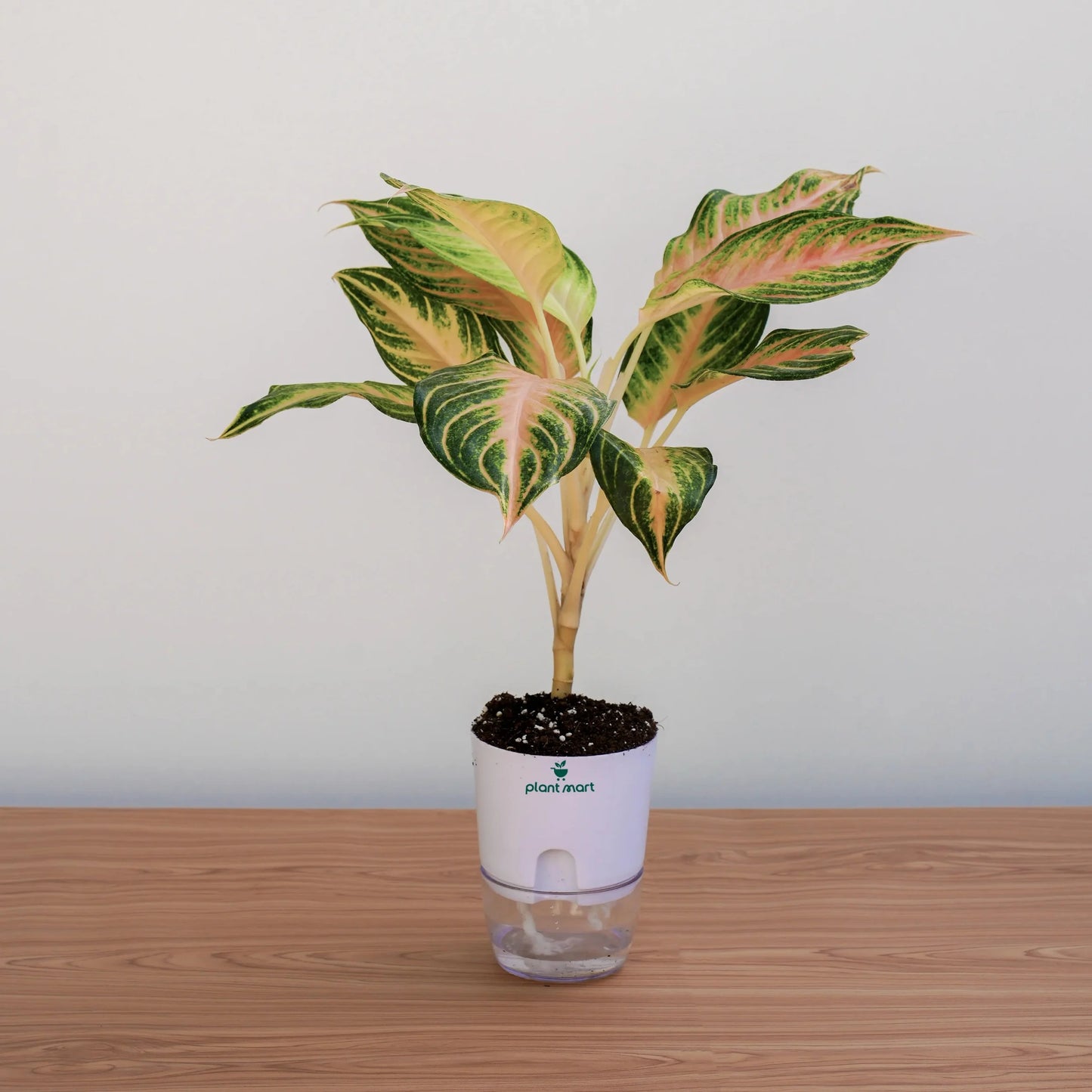 Potted plant with a white container on a wooden surface and light gray background