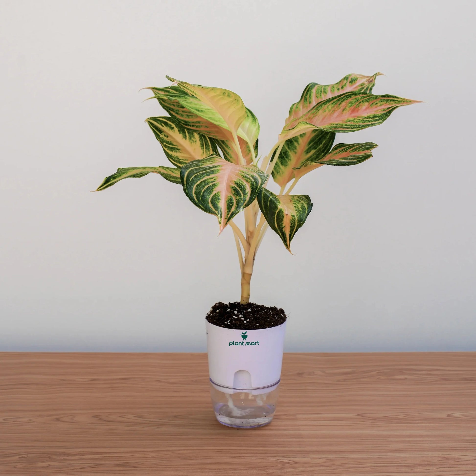 Potted plant with a white container on a wooden surface and light gray background