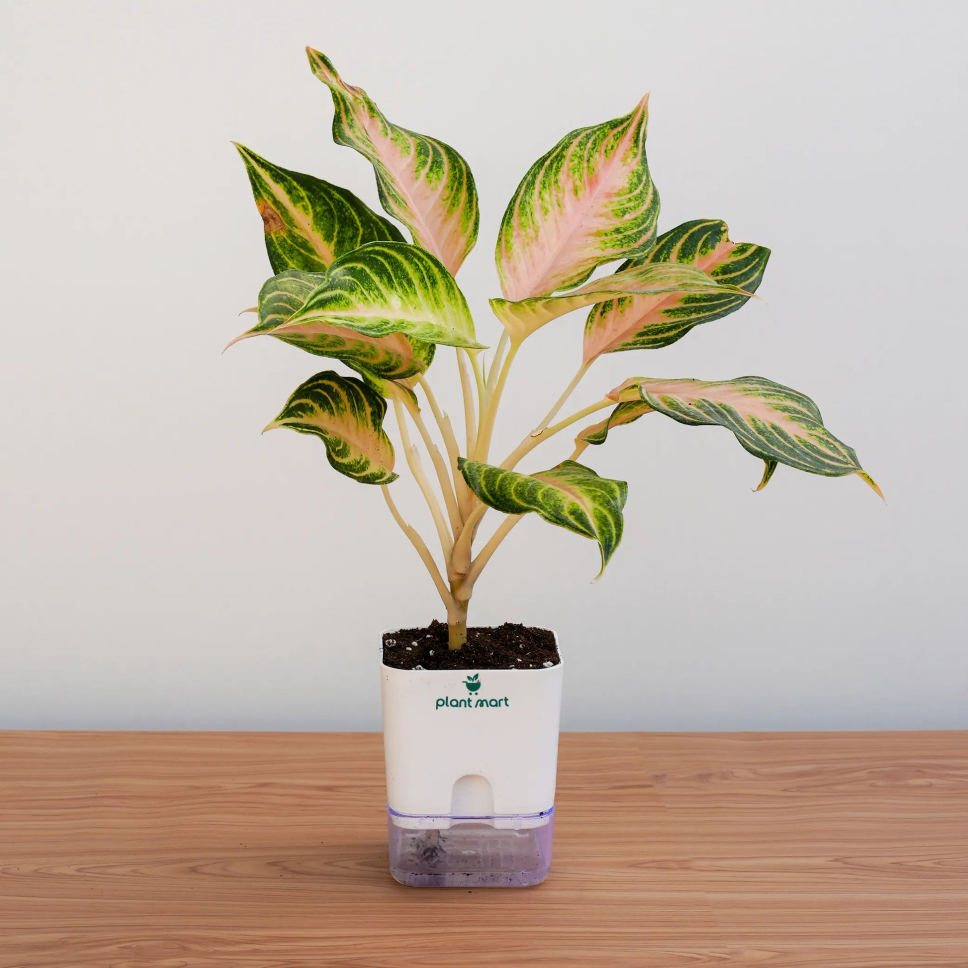 Potted plant with a white container on a wooden surface