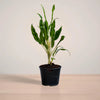 Potted plant on a wooden surface with a plain background