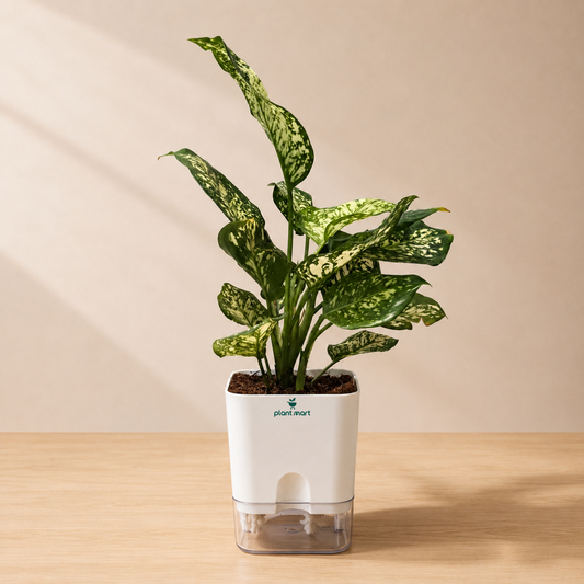 Aglaonema Green White Indoor Plant