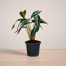 Potted plant with dark green leaves on a light wooden surface and beige background