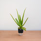 Potted aloe vera plant on a wooden surface with a white background