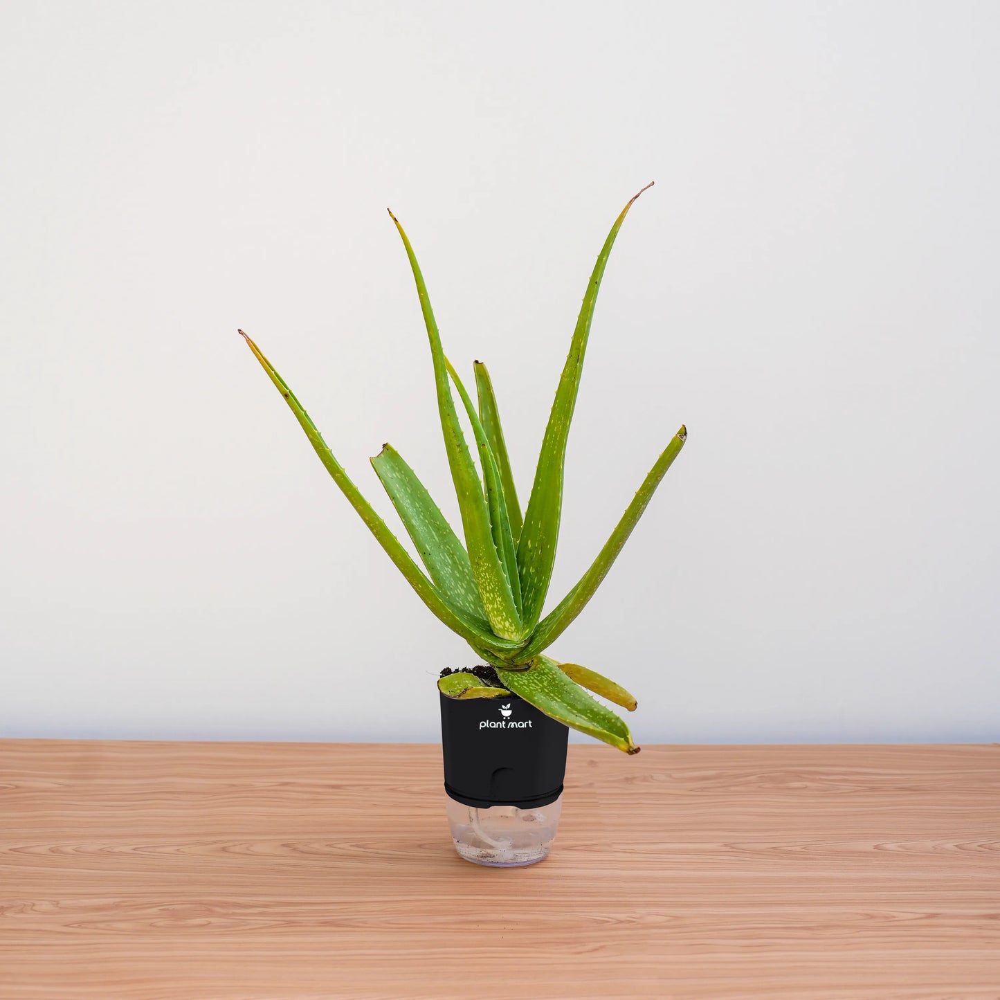 Potted aloe vera plant on a wooden surface with a white background