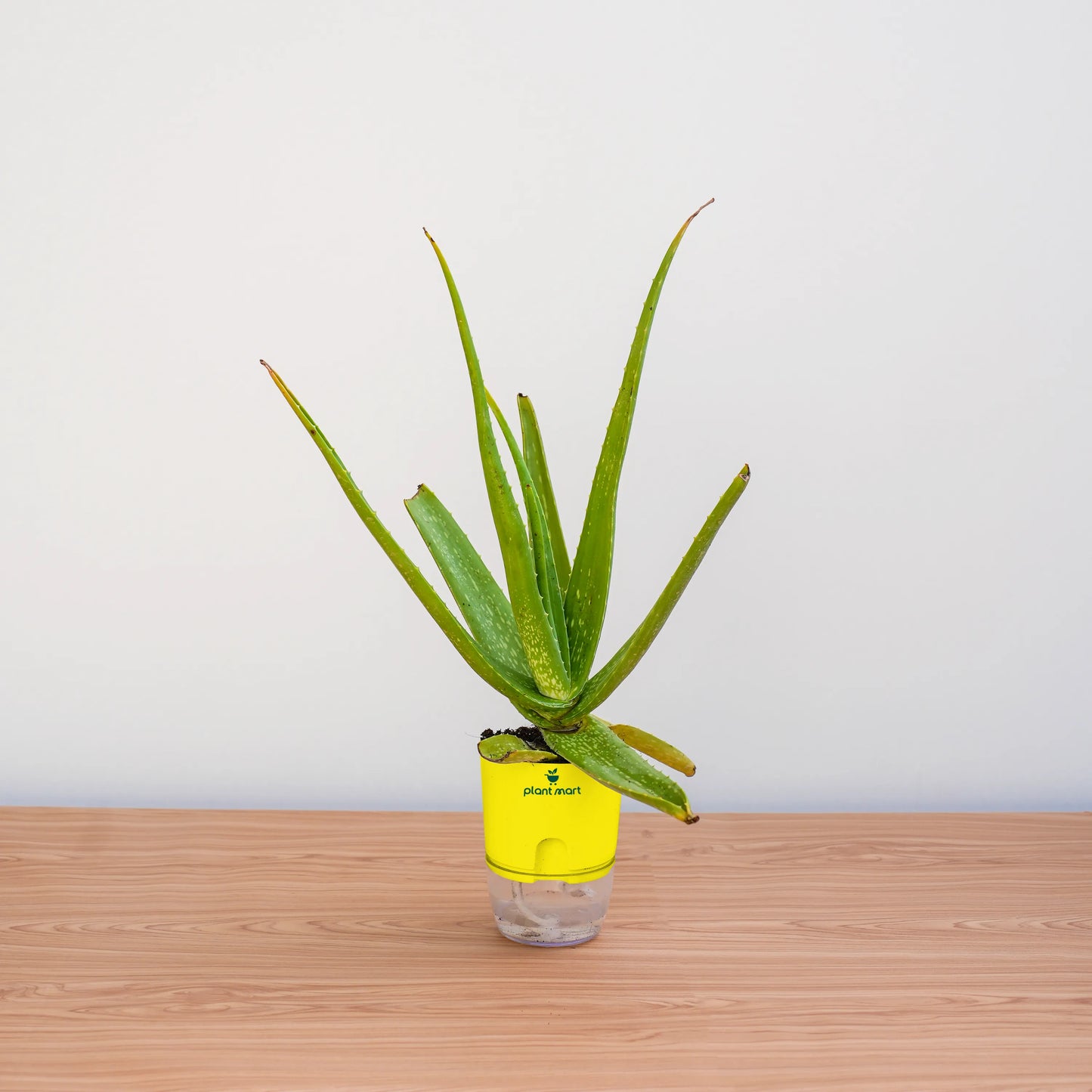 Aloe vera plant in a clear pot with a yellow label on a wooden surface.