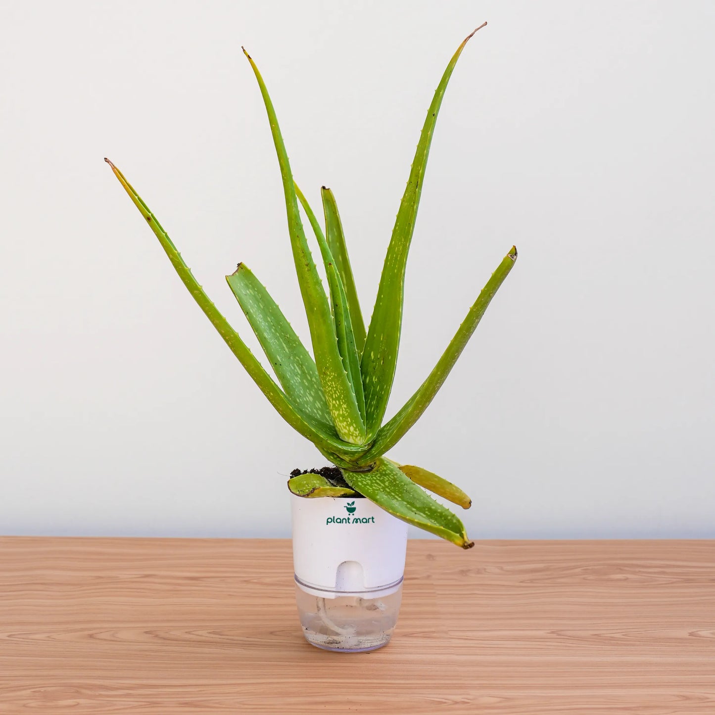 Aloe vera plant in a white pot on a wooden surface with a light gray background