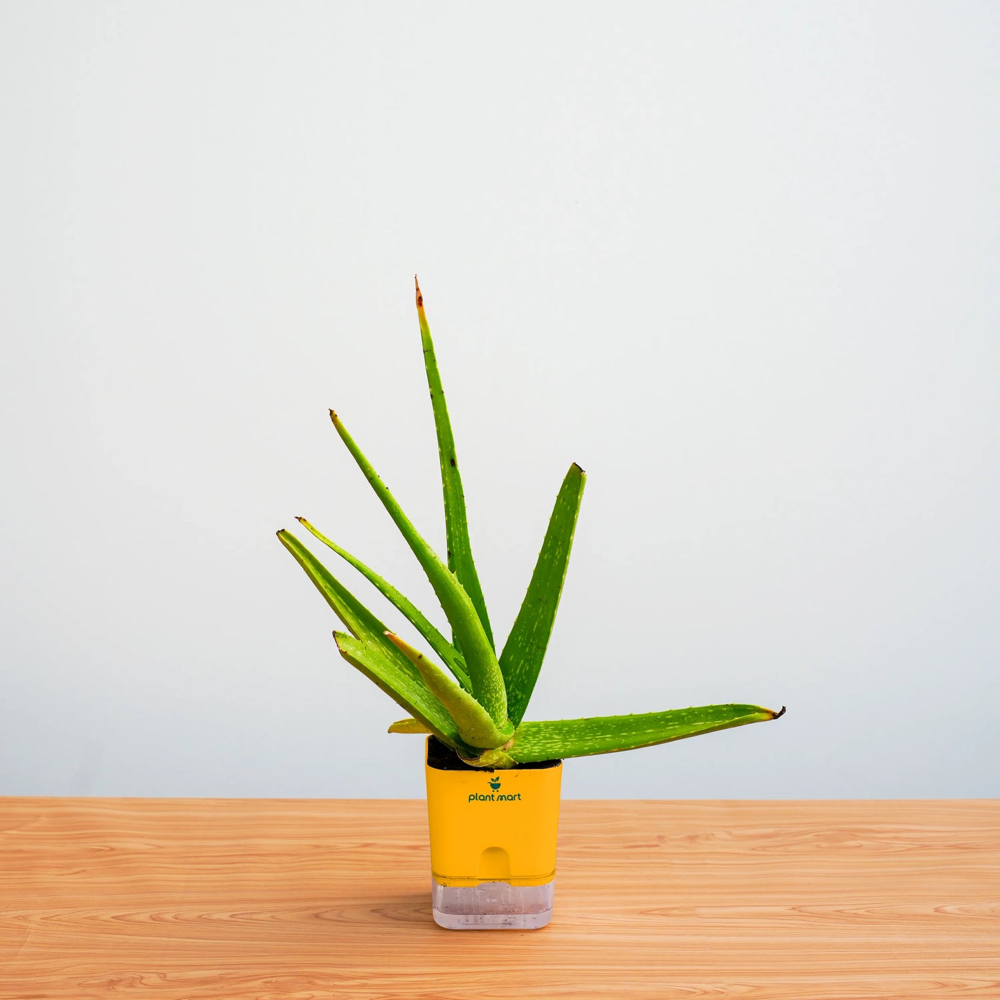 Potted aloe vera plant on a wooden surface with a light gray background