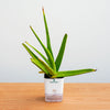Potted aloe vera plant on a wooden surface with a light gray background