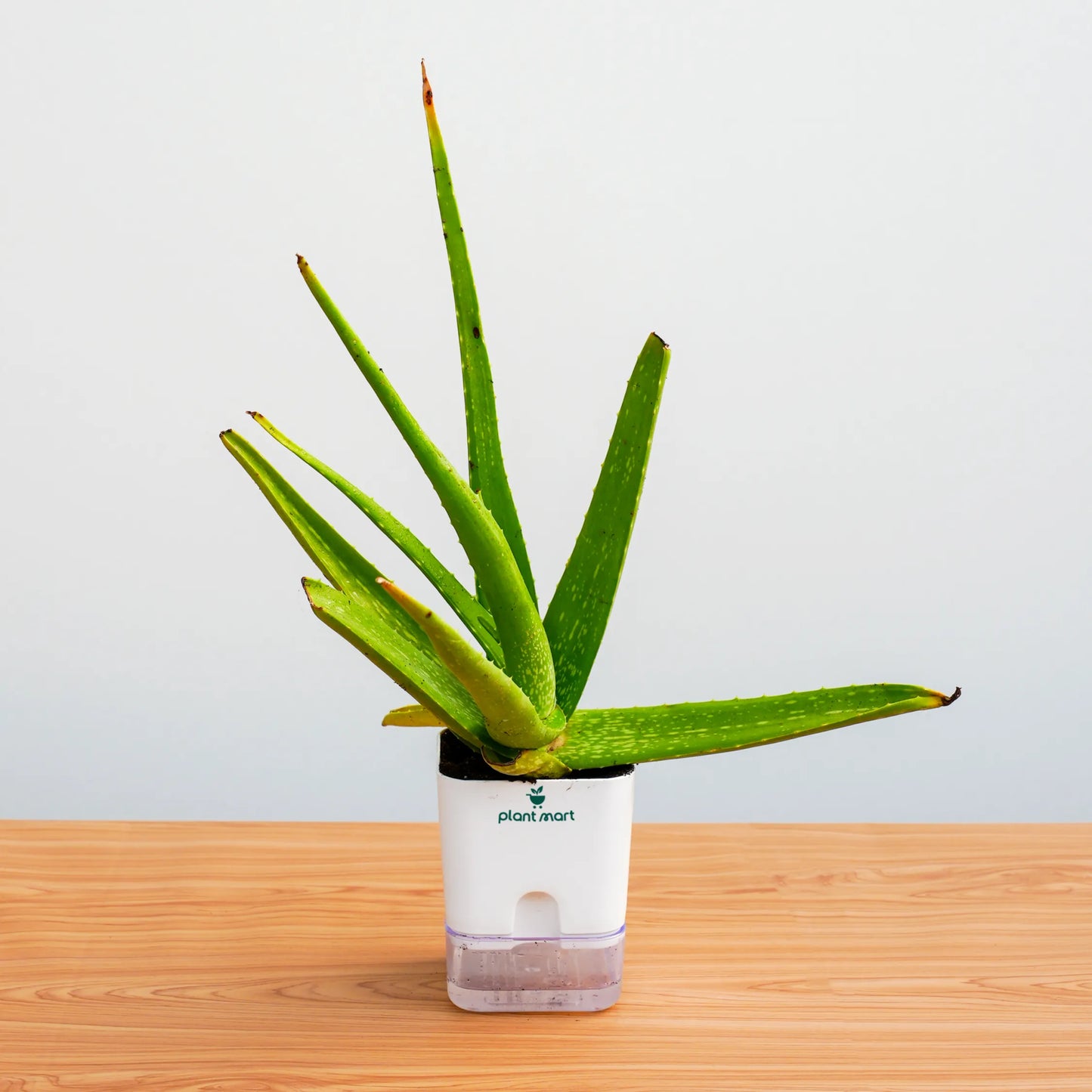Potted aloe vera plant on a wooden surface with a light gray background