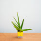 Potted aloe vera plant on a wooden surface with a light gray background