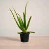 aloevera_plantmart.pk