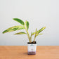 alpinia-square-self-watering-pot-plantmartpk