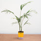 Potted plant with a yellow label on a wooden surface against a white background