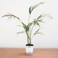 Areca Palm Large - Plant