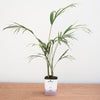Areca Palm Large - Plant - PlantMart.pk