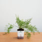 Potted plant on a wooden surface with a plain background