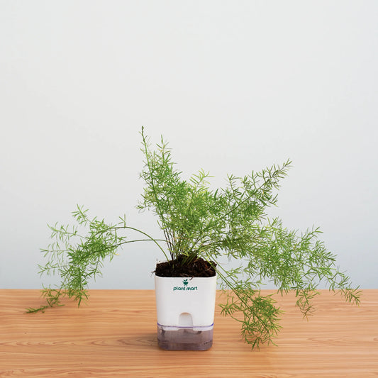 Potted plant on a wooden surface with a plain background