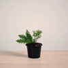 Potted plant on a wooden surface with a plain background