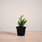 Potted plant on a reflective surface with a neutral background