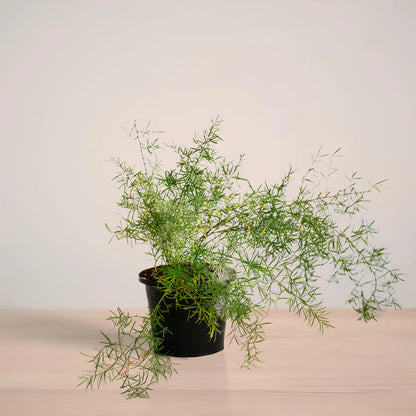 asparagus_plantmart.pk