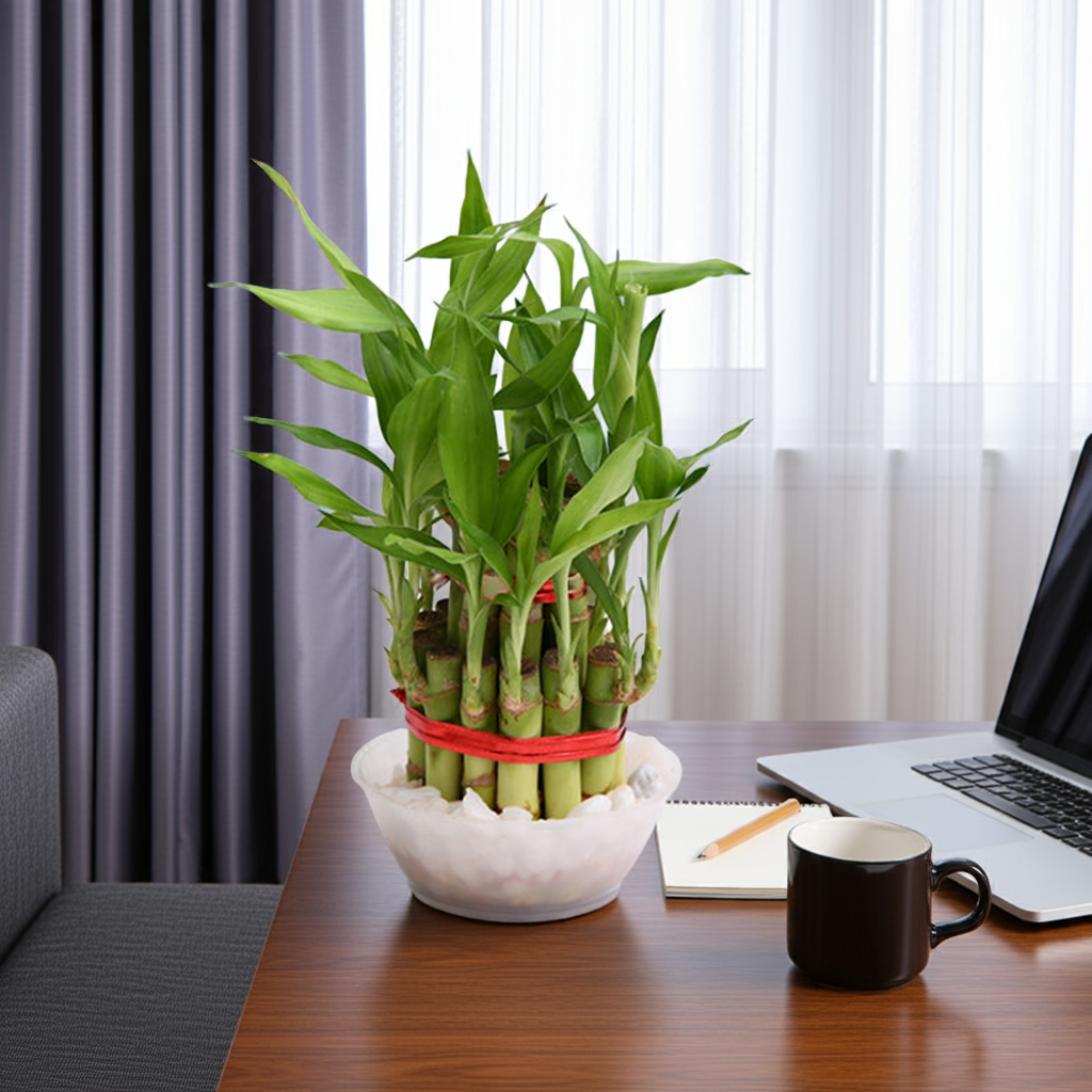 lucky bamboo office desk 2 Layer Lucky Bamboo – Feng Shui Good Luck Plant – PlantMart.pk