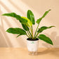 Philodendron Congo Green