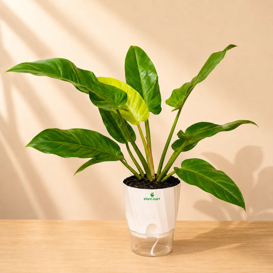 Philodendron Congo Green