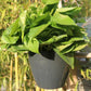 Lazy Hanging Pot - Self-Watering Wall Planter