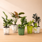 Premium Self-Watering Plant Combo (Bundle of 5)