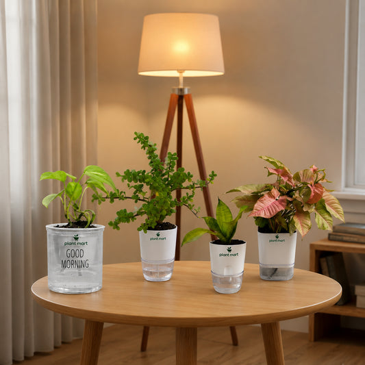 Bundle 2 (Syngonium Pink, Morning Charm Money Plant Green, Jade Plant Hydro Pot, Sansevieria Snake Plant Moonshine Silver) - PlantMart.pk