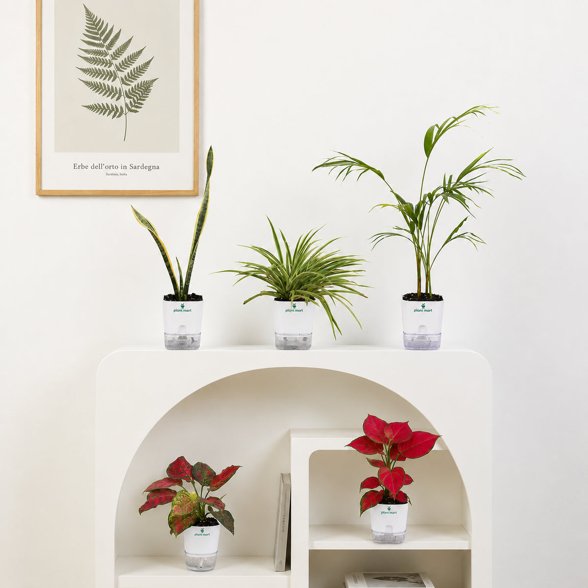 Four potted houseplants arranged on a white arched shelf against a white wall, with a framed botanical print above. The plants include green, yellow, and red foliage in clear plastic pots.