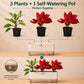 The Aglaonema Garden Box