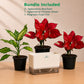 The Aglaonema Garden Box