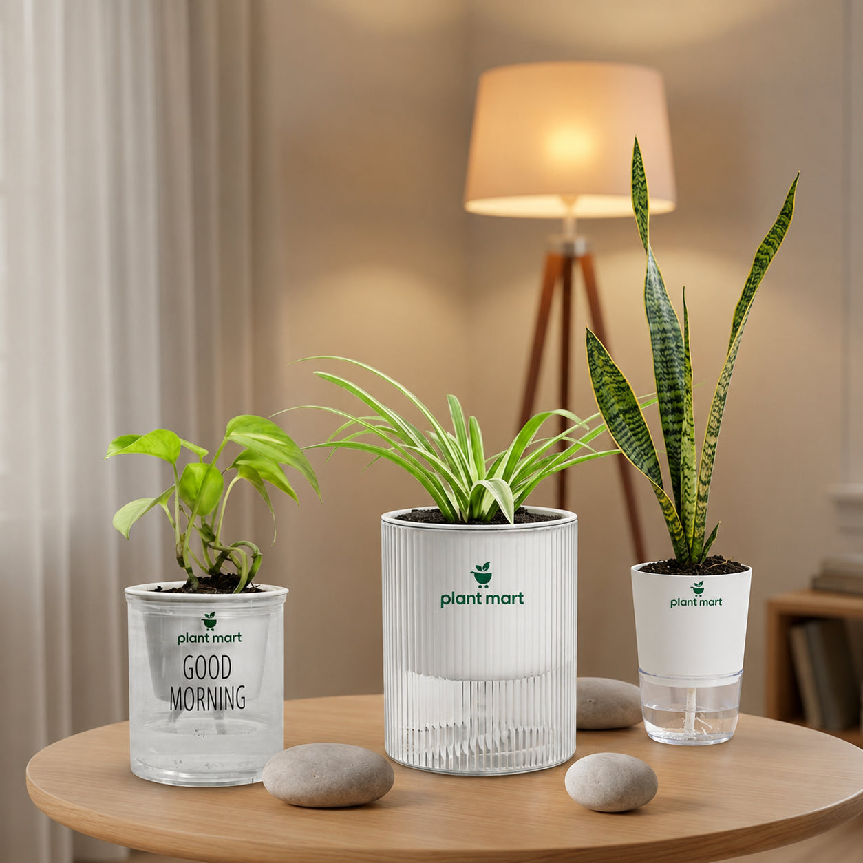 Bundles 1 (Sansevieria Snake Plant Moonshine Silver, Spider Plant, Morning Charm Money Plant Green) - PlantMart.pk