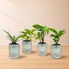 Low-Maintenance Crystal Bundle - PlantMart.pk