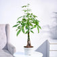 Money Tree