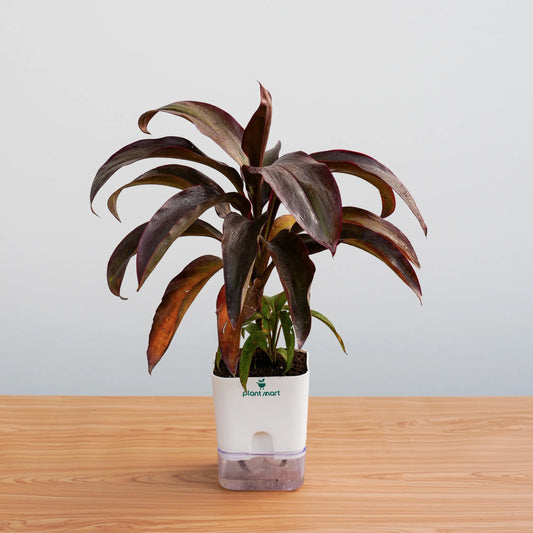 draceana-red-square-self-watering-pot-plantmartpk