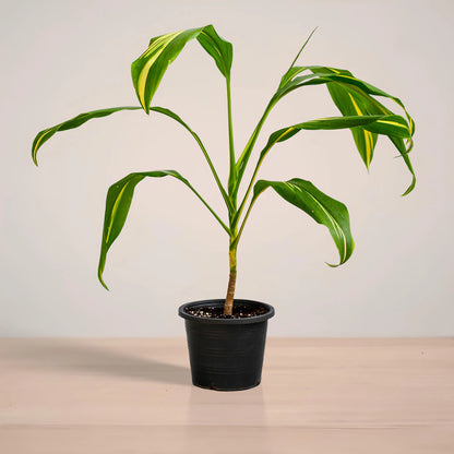 Potted plant with green leaves on a neutral background