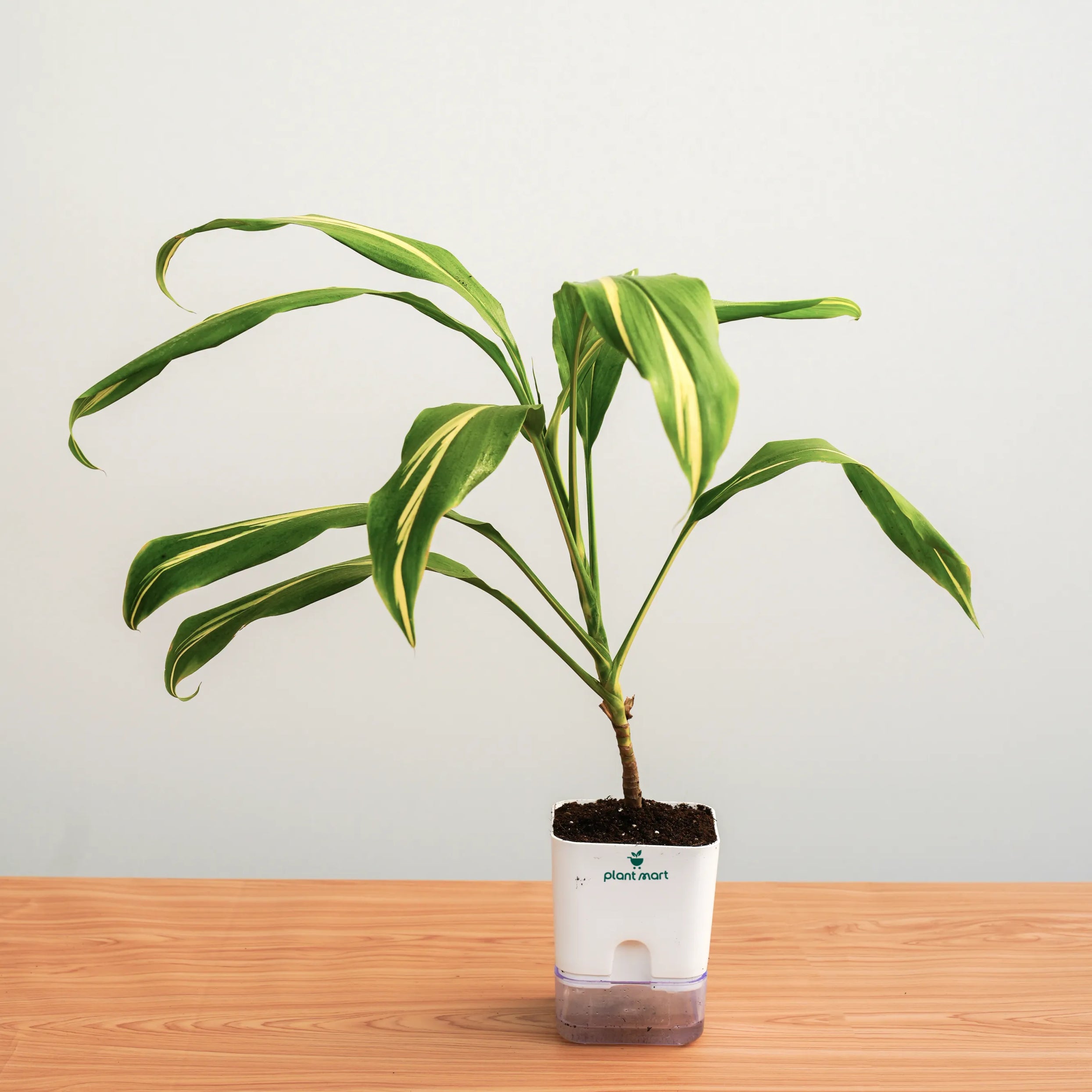 corn plant indoors Dracaena Fragrans – Classic Indoor Corn Plant – PlantMart.pk