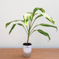 dracaena-makki-self-watering-round-pot