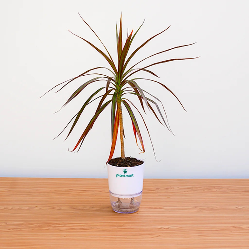 Potted plant on a wooden surface with a white background