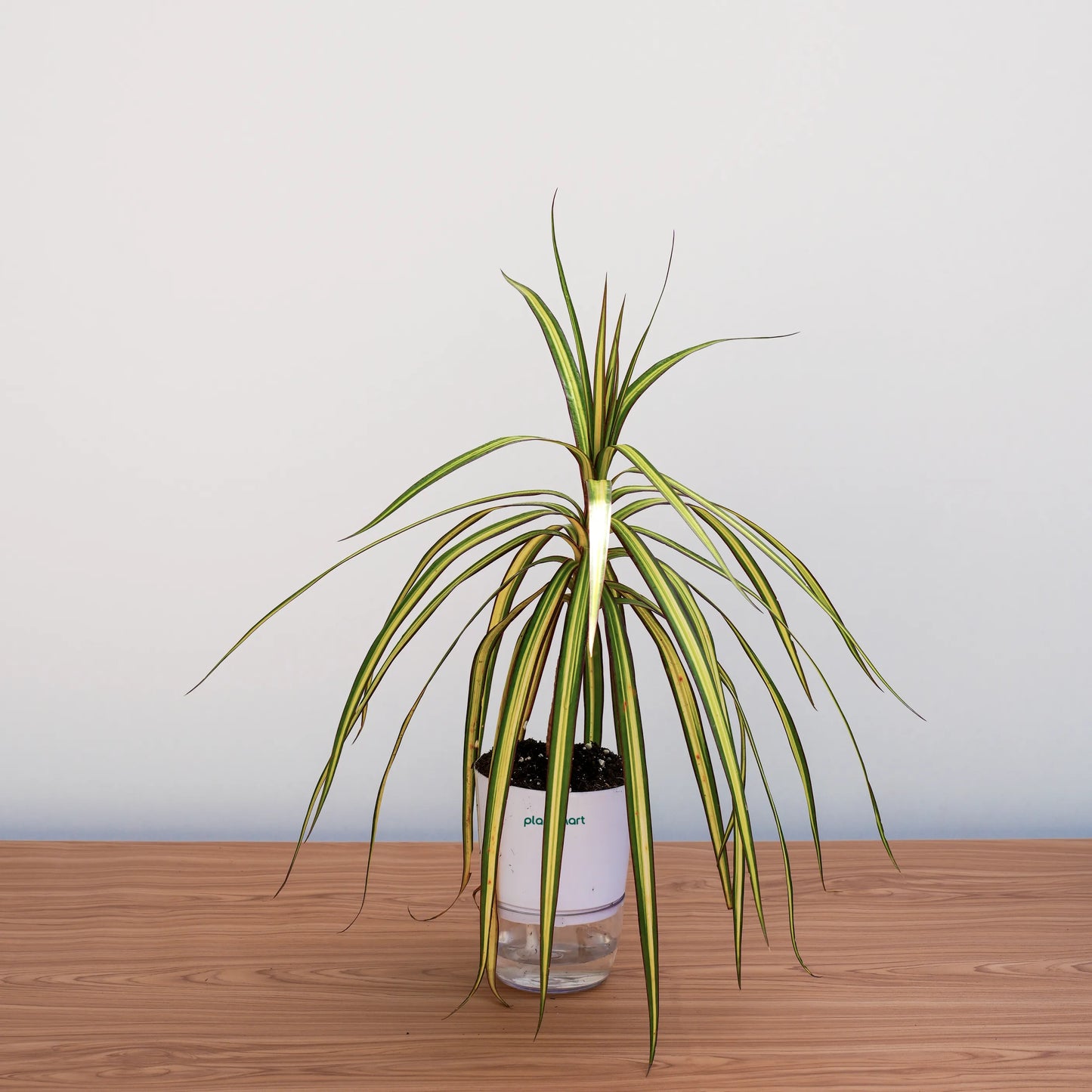 Potted plant on a wooden surface with a plain background